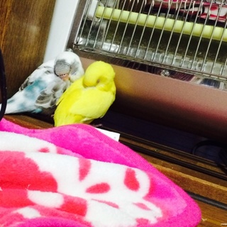 セキセイインコ2匹の里親募集