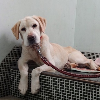 倒れていた大型犬(お申し込み有、募集一時停止）