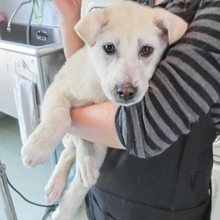 この子を癒やして下さるご家族を探しています！