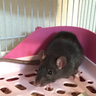 黒いファンシーラット♀