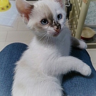 ☆手触り抜群！シャムＭＩＸ　ミトラちゃん☆