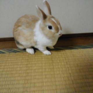 うさぎ大事にしてくれる方