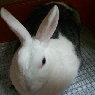 ウサギの里親さん募集します！