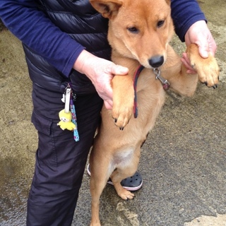 雑種女の子5か月