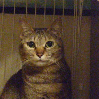 急募！！ベンガルっぽい！？キジトラ女の子