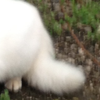 うさぎ猫モコモコ尻尾