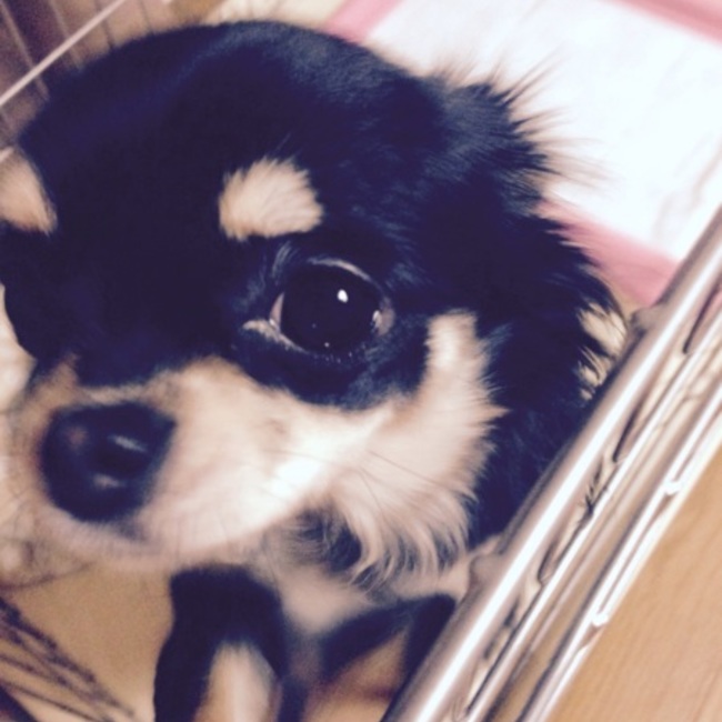 ちわこのカバー写真