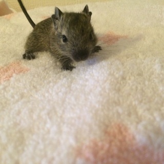 ベビーデグーの里親さん募集