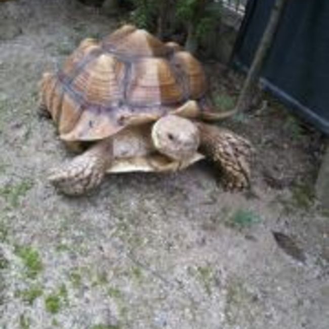 AKAGIDANのカバー写真