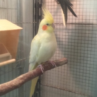 オカメインコ（ルチノーパイド）の里親募集