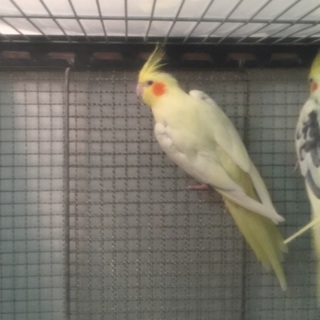 オカメインコ（ファロー）の里親募集