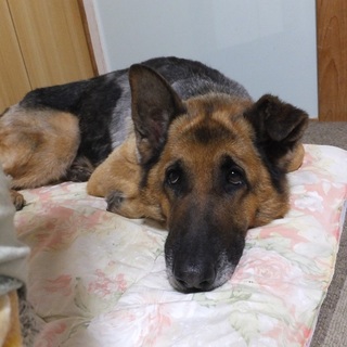 おっとり静かなGシェパードのおばちゃんです