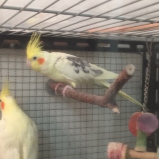 オカメインコ（パイド）の里親募集