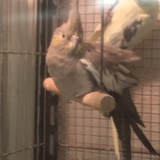 オカメインコ（シルバーイエローフェイス）の里親募集