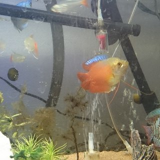 グラミー、コリ、レッドテール