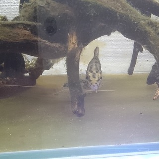 ﾚｵﾊﾟｰﾄﾞｸﾃﾉﾎﾟﾏ、ﾋﾟｸﾀｽ等