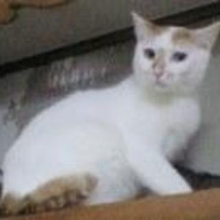 ★スイーツ兄弟･白茶のナッツくん★