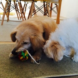 「取り合い⁉︎」サムネイル2