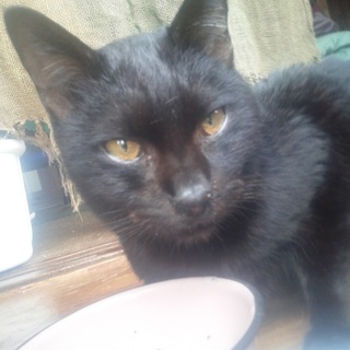 再度投稿、♂ネコエイズキャリア