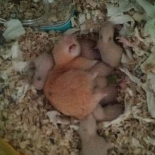 キンクマオスの里親探してます