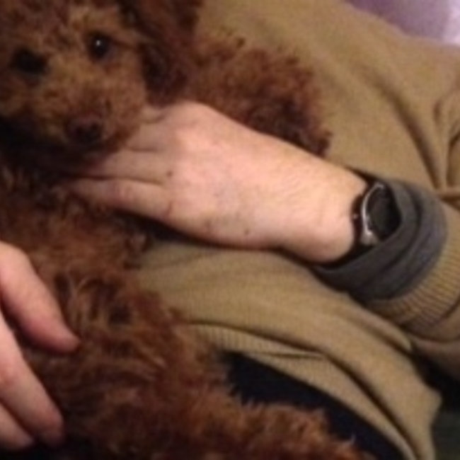 トイカのカバー写真