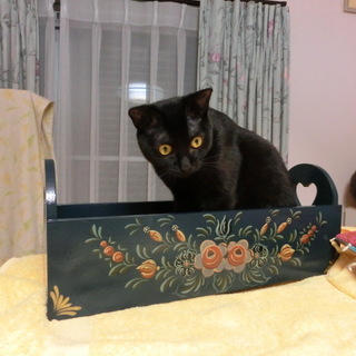 はにかみやのめかぶちゃん