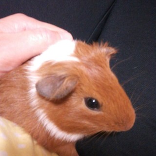 モルモット兄弟里親募集(ジンくん)