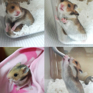 ゴールデン(ノーマルカラー)