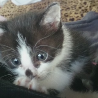 家族になってください