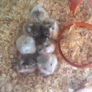 ロボロフスキーハムスター