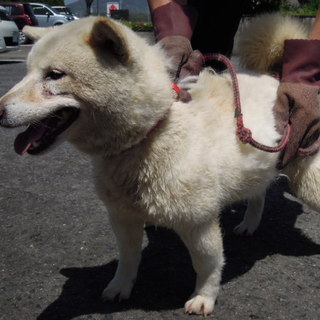 緊急募集！！人なつっこい柴系白いワンコ（男の子）