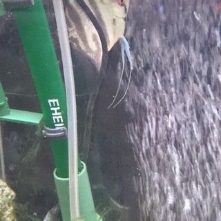 ラスボラ、エンゼル他