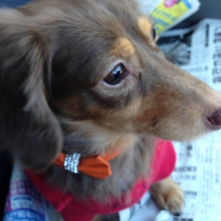 可愛がって下さる方お願いします