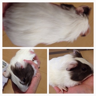 里親様が決まりました。