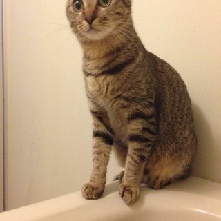 きじとら肝臓わる子ちゃん