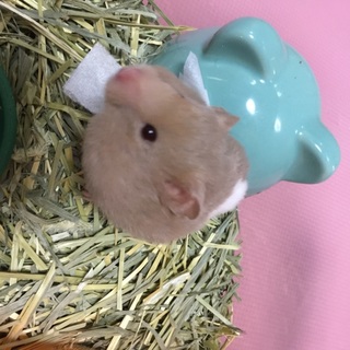 ♀ハムちゃん