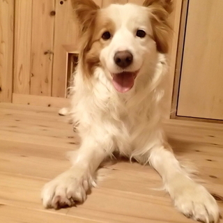 ボーダーコリー♂ジャズ推定2歳