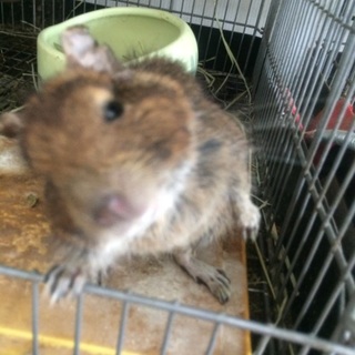 デグー♀青年期