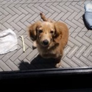 ミニチュアダックス子犬。