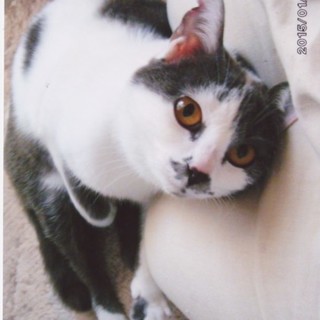 推定1才、グレーと白の女の子