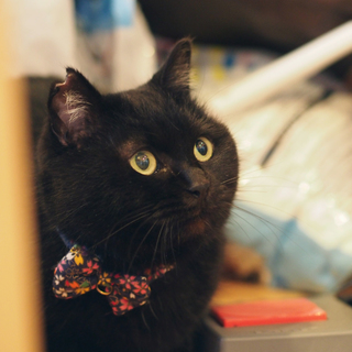 2~3歳の真っ黒もさもさな子＠女の子