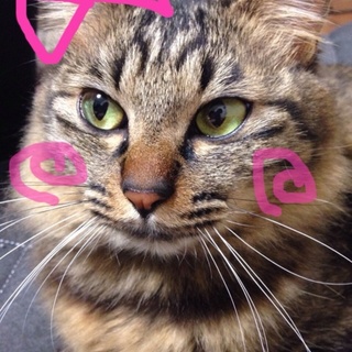 里親さん探してます(^ ^)2歳の♀です！