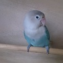 白ボタンインコの里親を募集しています。