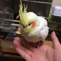 オカメインコ(ルチノー) 追記にてご挨拶