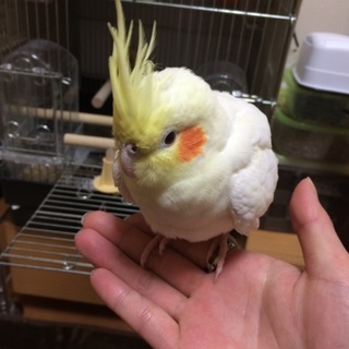 オカメインコ(ルチノー) 追記にてご挨拶