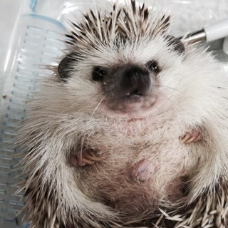 《急募》ハリネズミ（♂）