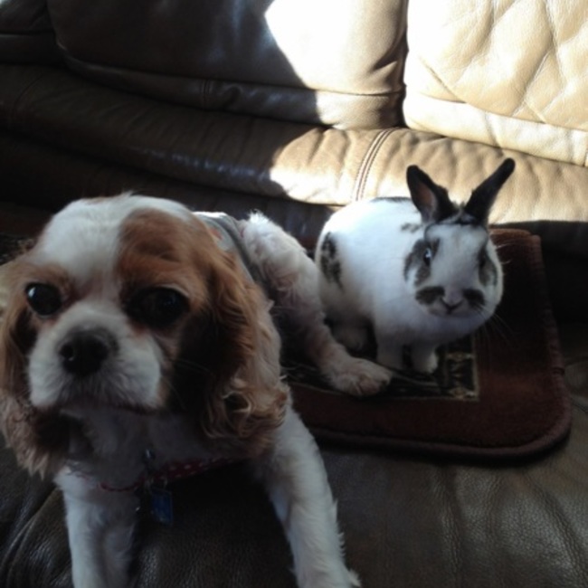 maruinuのカバー写真