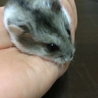 ジャンガリアン パイド おっとり