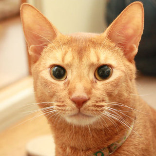 【アビシニアン】人懐っこい７歳♂・小柄な５歳♀