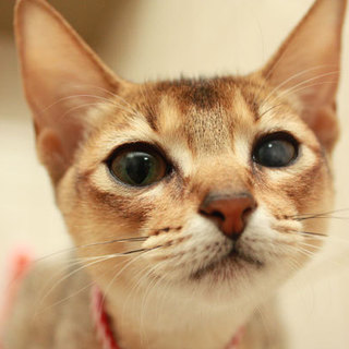 【アビシニアン】人懐っこい７歳♂・小柄な５歳♀